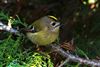 Goldcrest