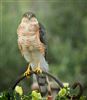 Sparrowhawk