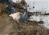 Bar-headed Goose