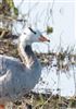 Bar-headed Goose