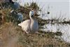 Bar-headed Goose