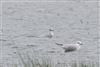 Little Gull