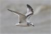 Little Gull