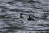 Slavonian Grebe