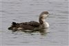 Black-throated Diver