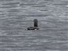 Black-throated Diver