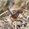 Dartford Warbler