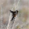 Dartford Warbler