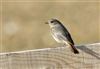 Black Redstart