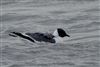 Sabine's Gull