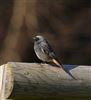 Black Redstart