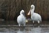 Spoonbill