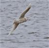 Iceland Gull