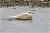 Iceland Gull