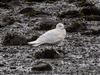 Iceland Gull