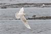 Iceland Gull