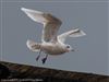 Iceland Gull