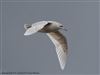 Iceland Gull