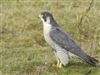 Peregrine