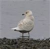 Iceland Gull