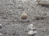 Iceland Gull