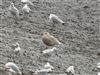 Iceland Gull