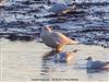 Iceland Gull