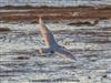 Iceland Gull