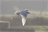 Iceland Gull