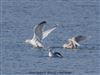 Iceland Gull