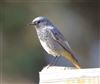 Black Redstart