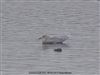 Iceland Gull