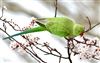 Ring-necked Parakeet