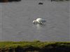 Spoonbill