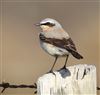 Wheatear