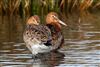 Black-tailed Godwit