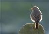 Black Redstart