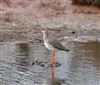 Spotted Redshank