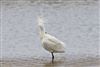 Spoonbill