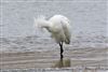 Spoonbill