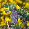 Dartford Warbler