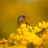 Dartford Warbler