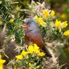 Dartford Warbler