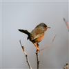 Dartford Warbler