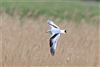 Little Gull