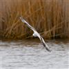 Little Gull