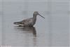 Spotted Redshank