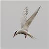 Common Tern