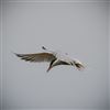 Common Tern