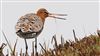 Black-tailed Godwit